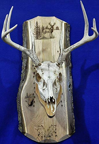 European Mount Plaque ~ Hunting ~ Deer Skull Mount ~ Gift For Hunter ~ Antler Mount ~Antler Plaque ~ Deer Hunting Gift ~ Deer ~ Deer Hunting