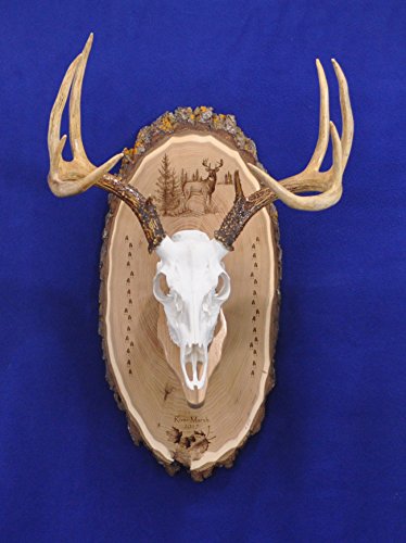 Antler Mount Kit | European Antler Kit | European Skull Mount | Deer Skull Kit | Deer Hunting | Antler Skull Mount | THIS SKULL AND ANTLERS ARE NOT INCLUDED