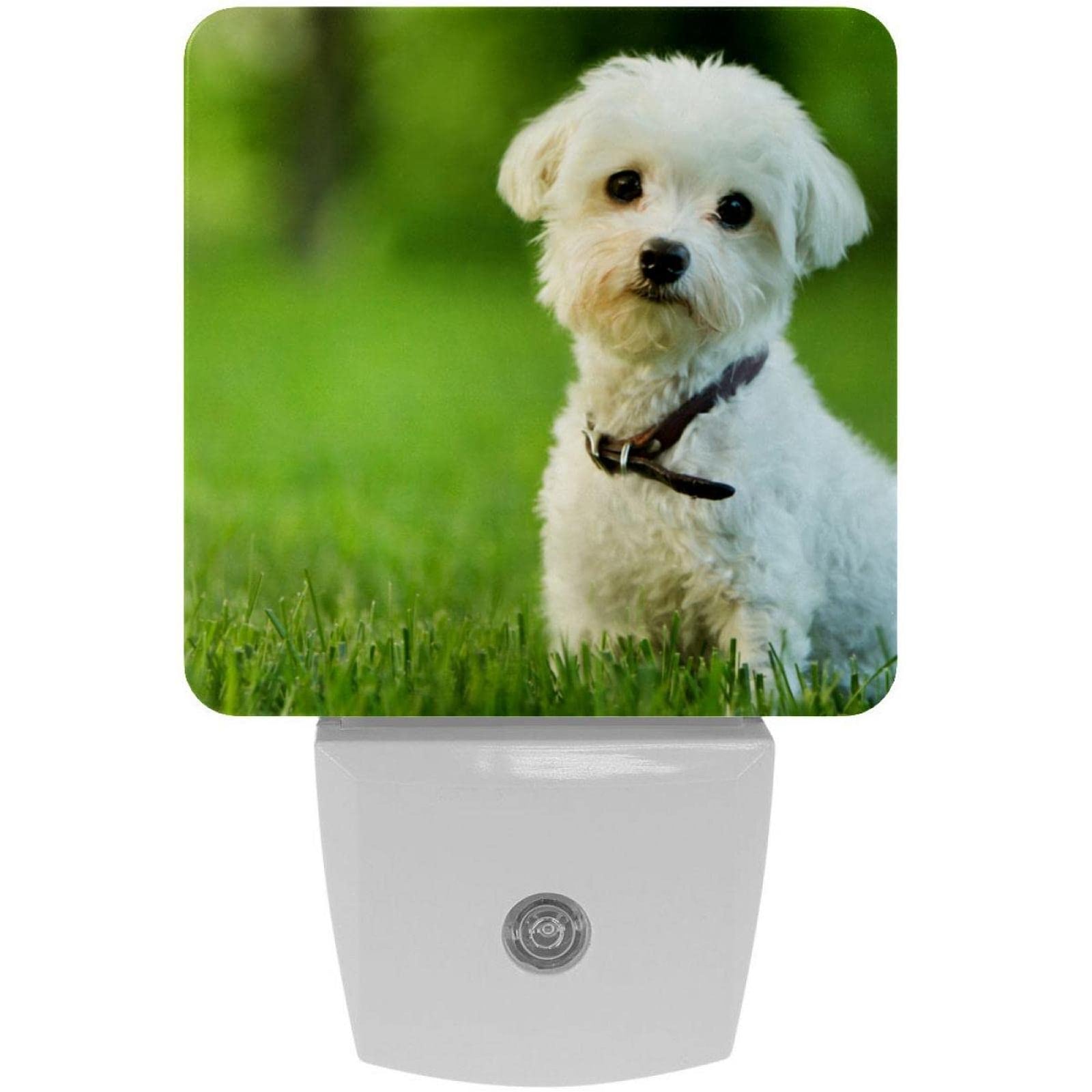 2 Pack Plug-in Nightlight LED Night Light Cute Maltese Dog Sitting in Grass, Dusk-to-Dawn Sensor for Kid's Room Bathroom, Nursery, Kitchen, Hallway